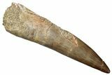 Fossil Plesiosaur (Zarafasaura) Tooth - Morocco #259154-1